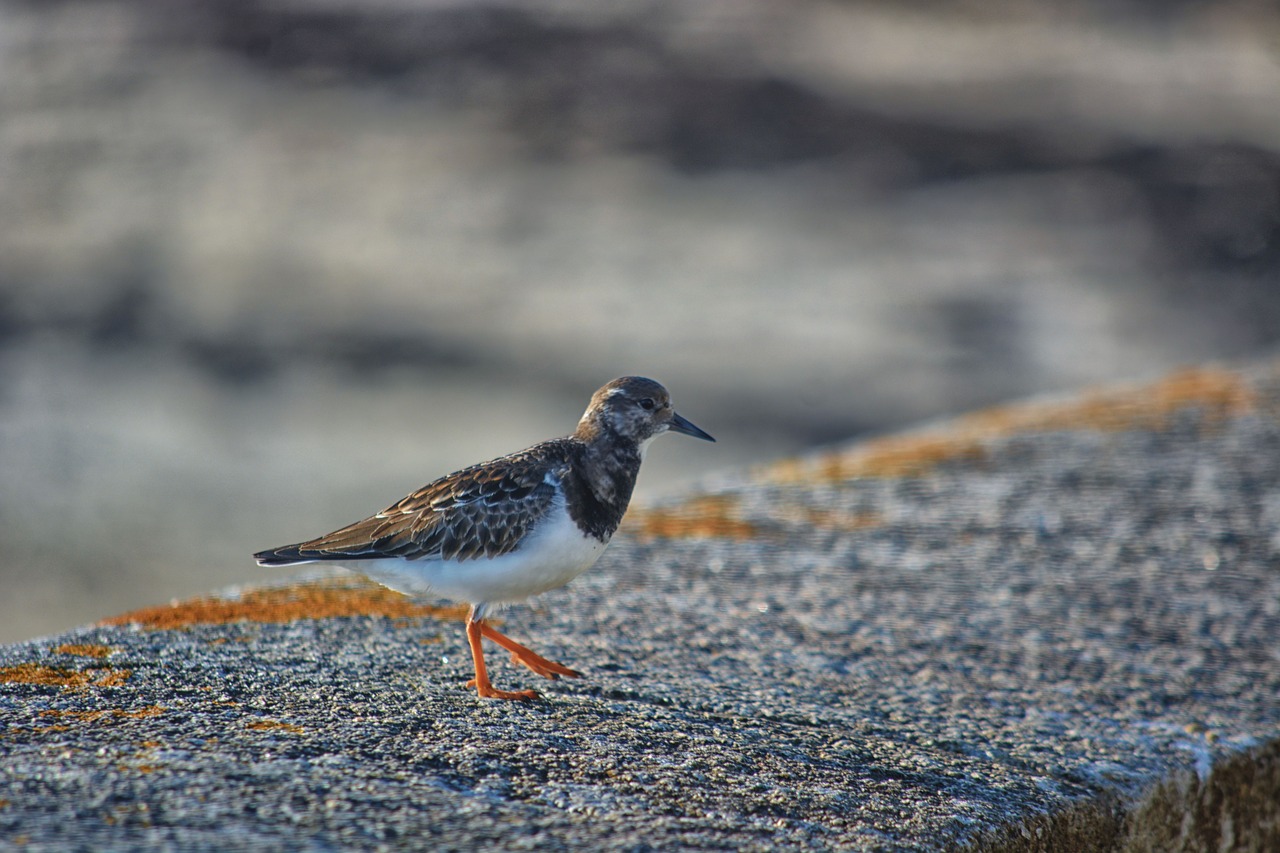 bird plover ornithology free photo