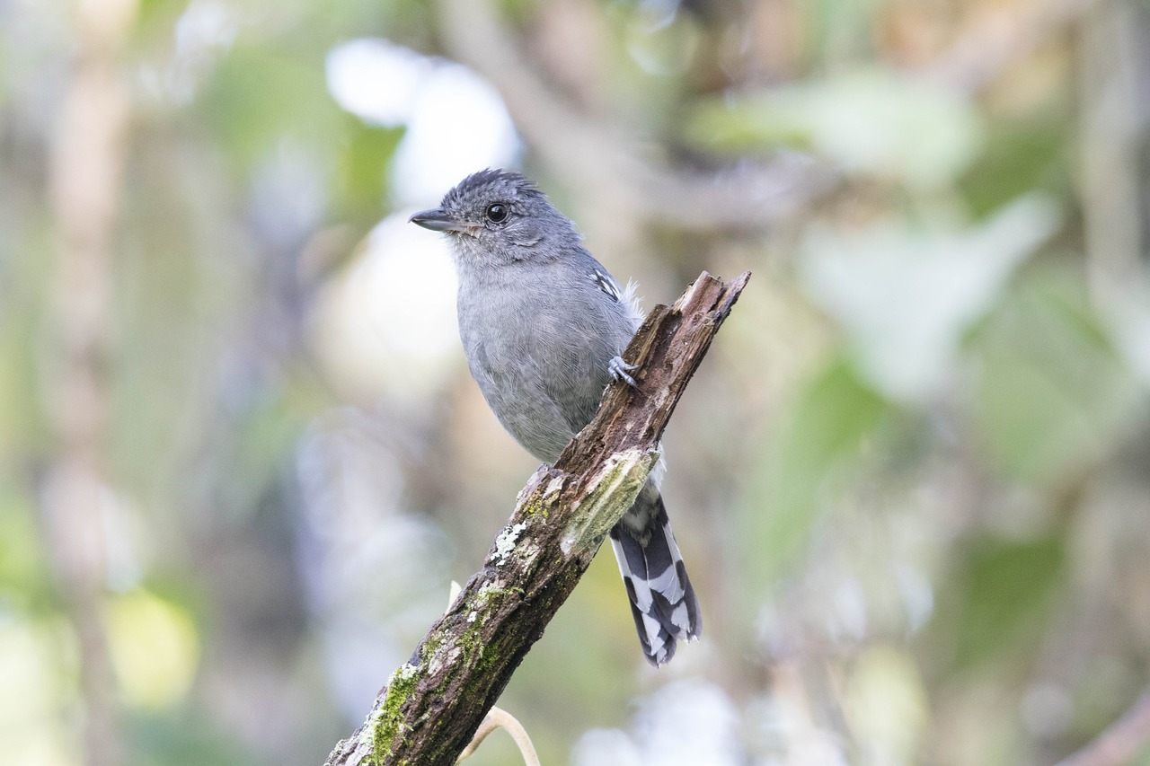 bird nature tropical birds free photo