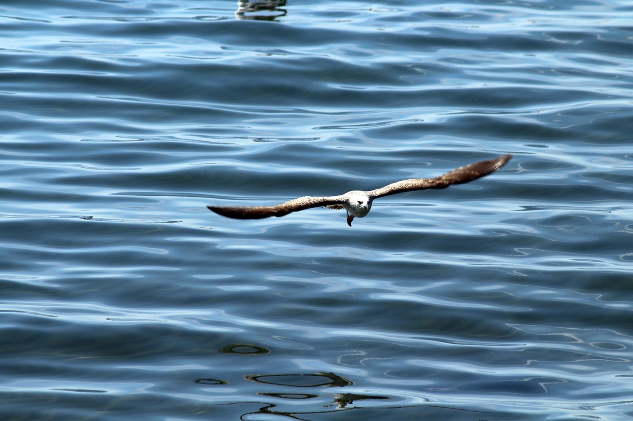 bird sea seagull free photo