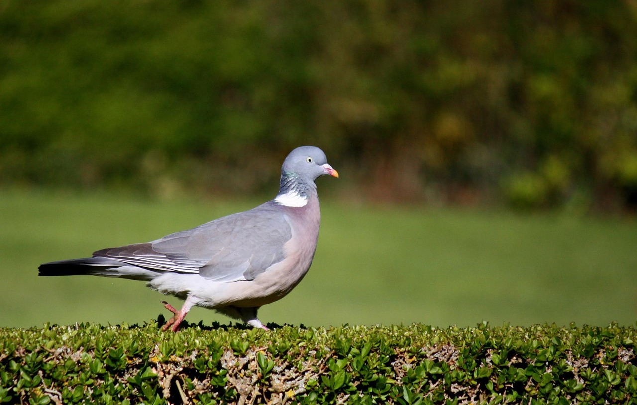 bird pigeon wildlife free photo