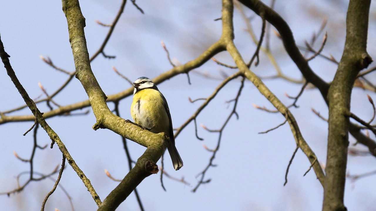 bird animal nature free photo