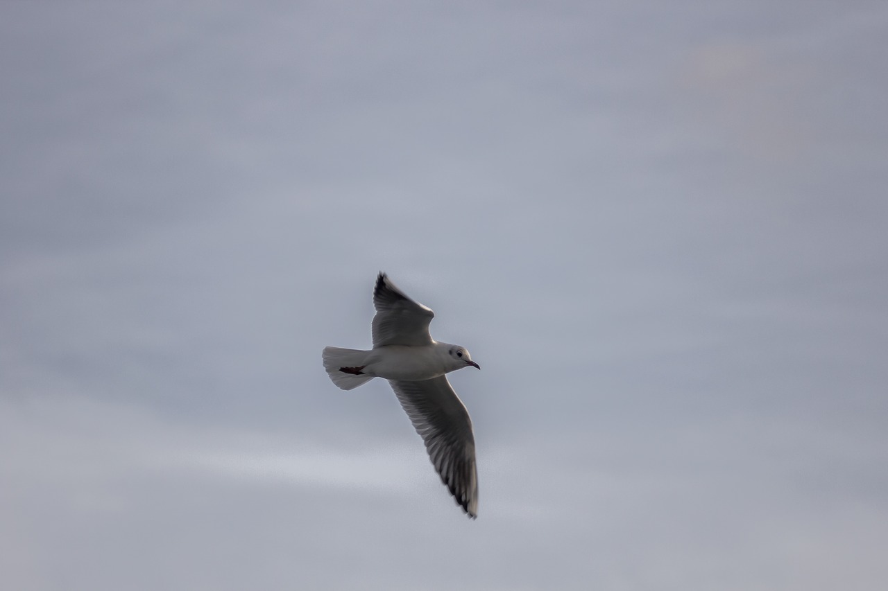 bird animal closeup free photo