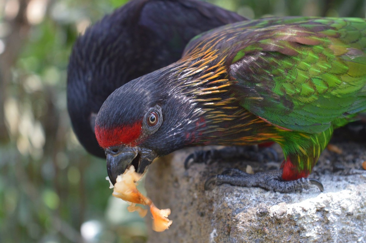 bird eating nature free photo