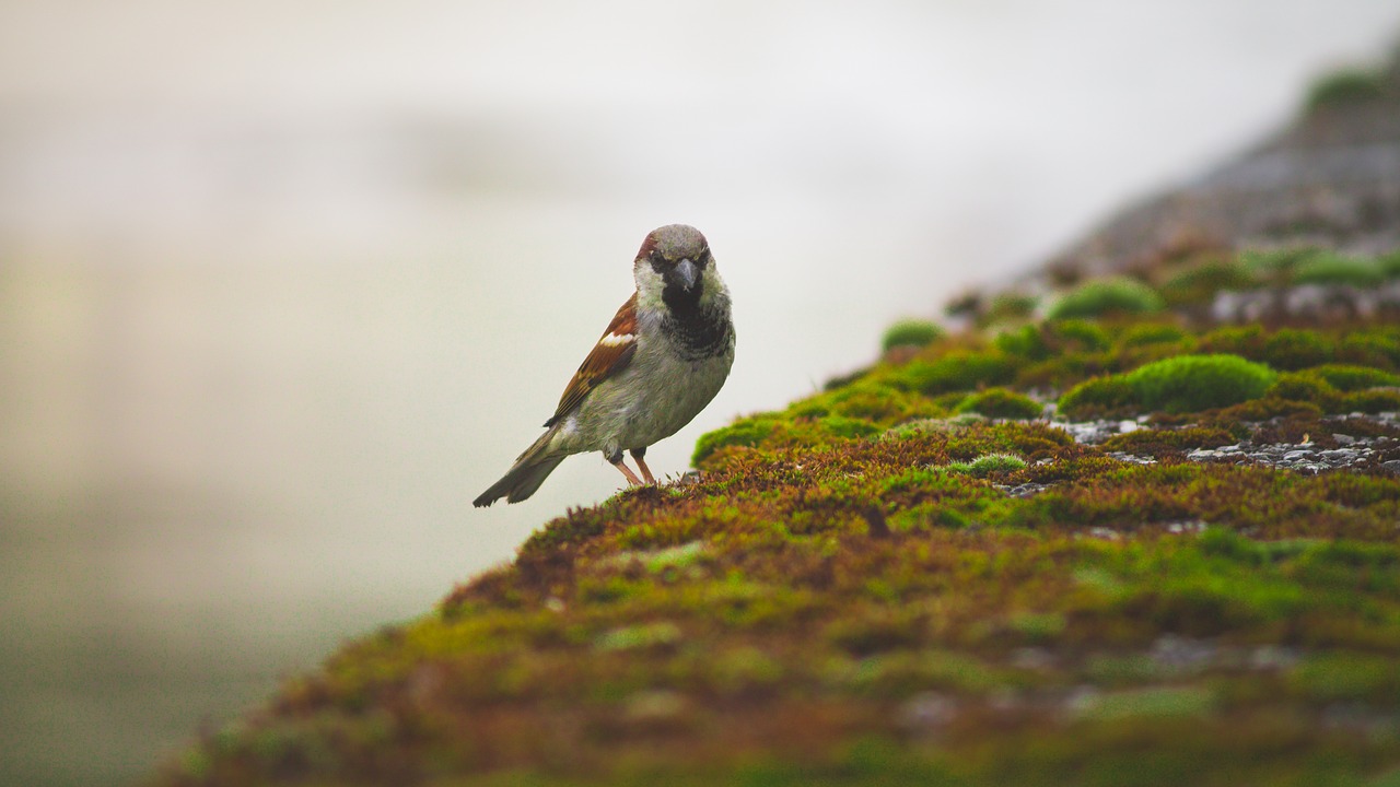 bird nature songbird free photo