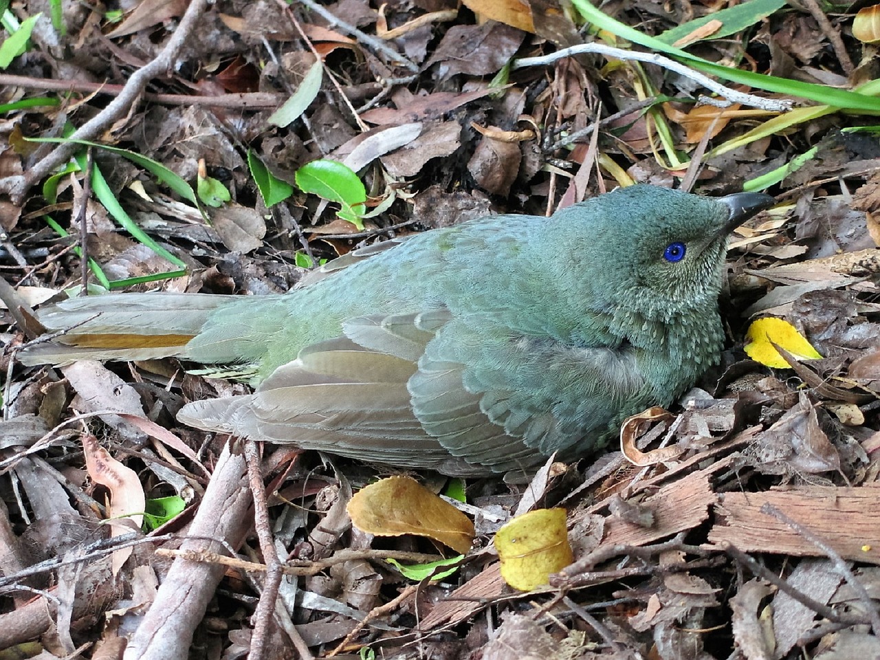 bird blue eyes nature free photo