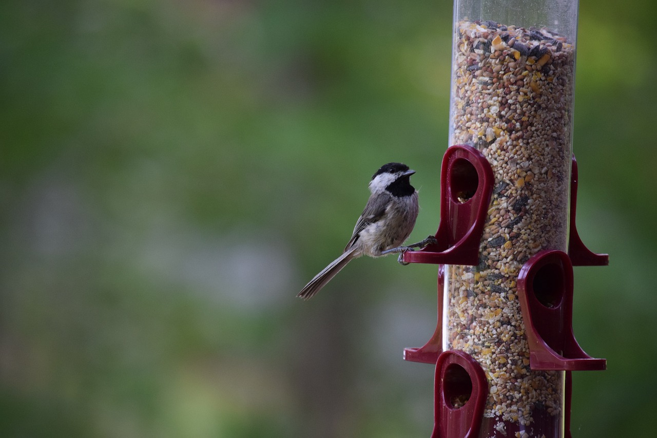 bird chickadee bird feeder free photo