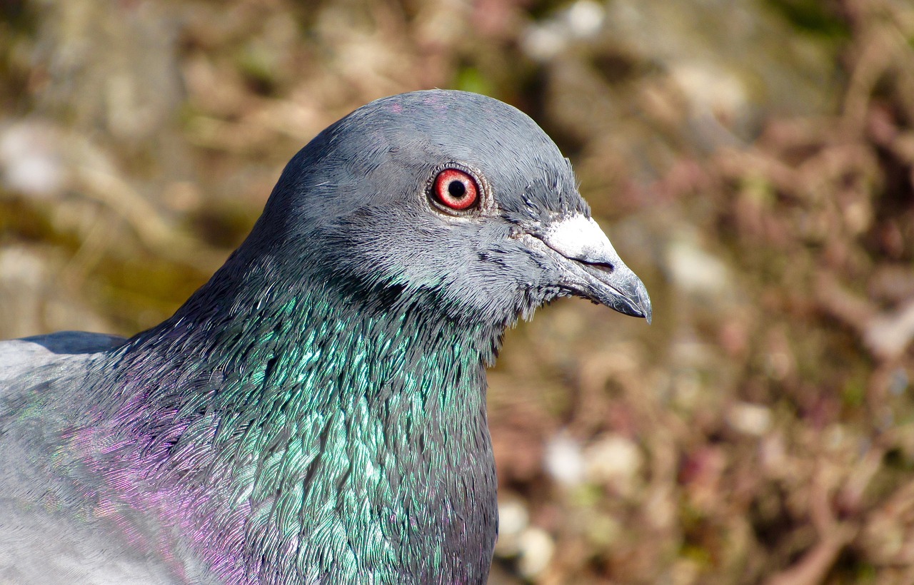 bird closeup beak free photo