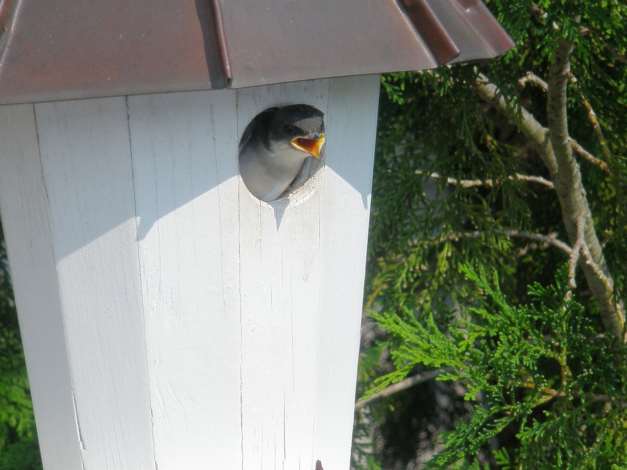 bird baby cute free photo