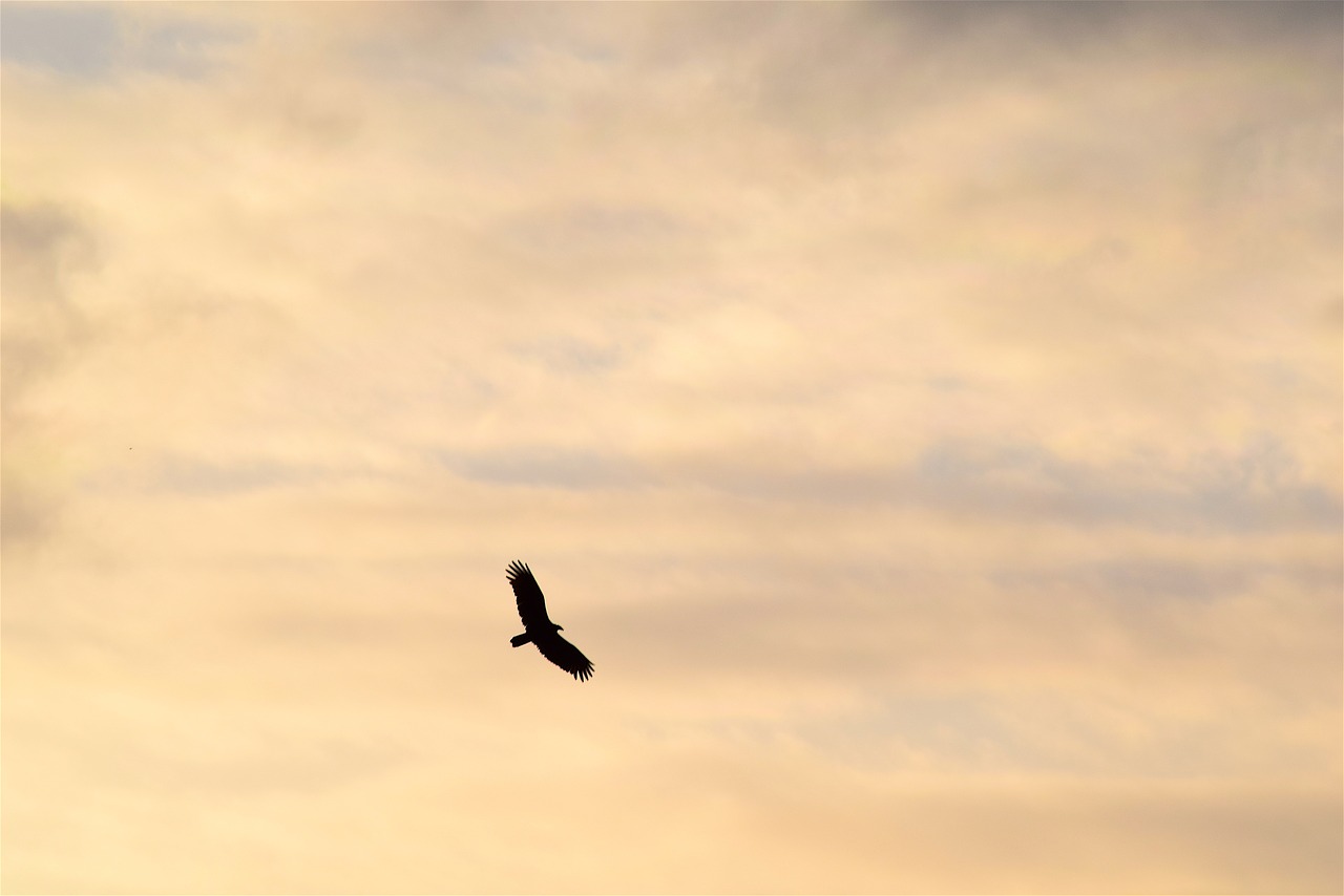 bird silhouette golden sky free photo