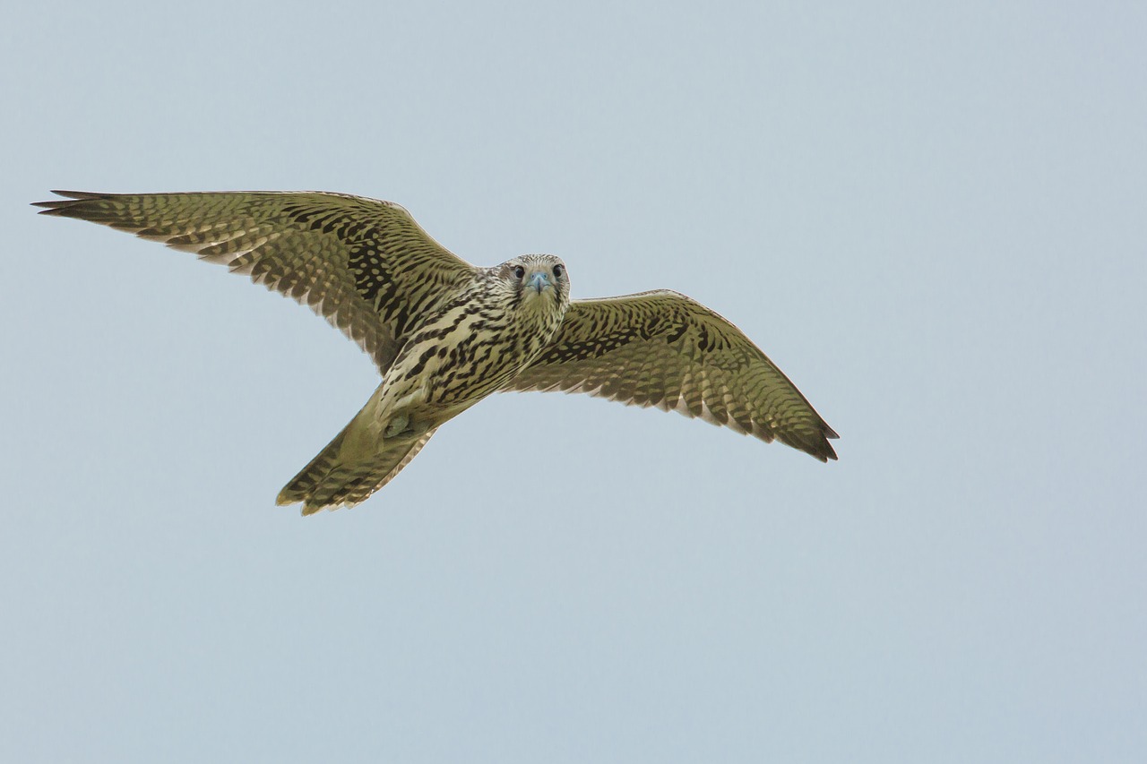 bird access the local peregrine flight free photo