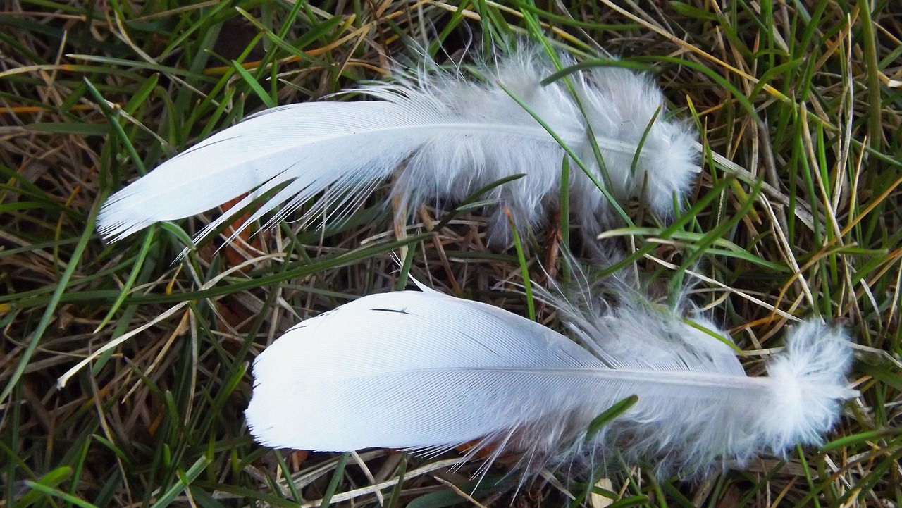 bird feathers two free photo