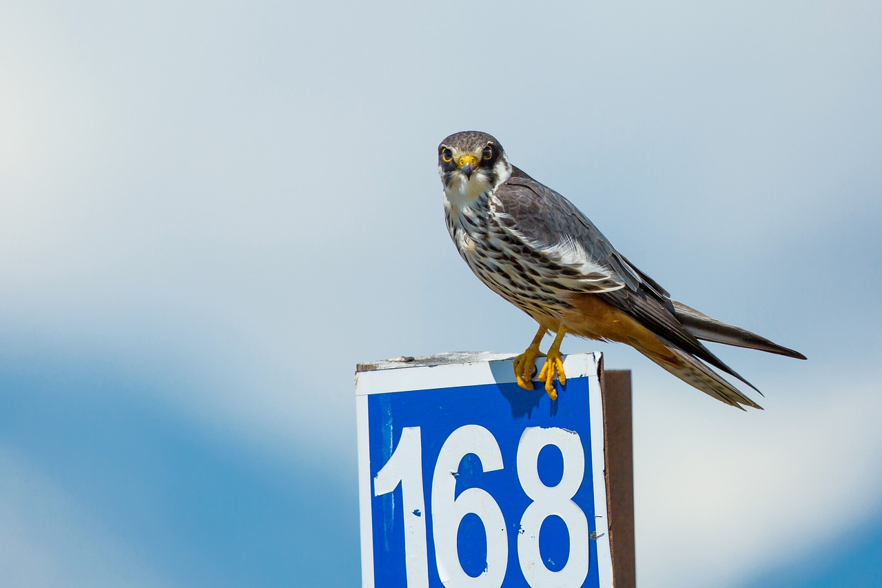 bird strawberries falcon road number signs free photo
