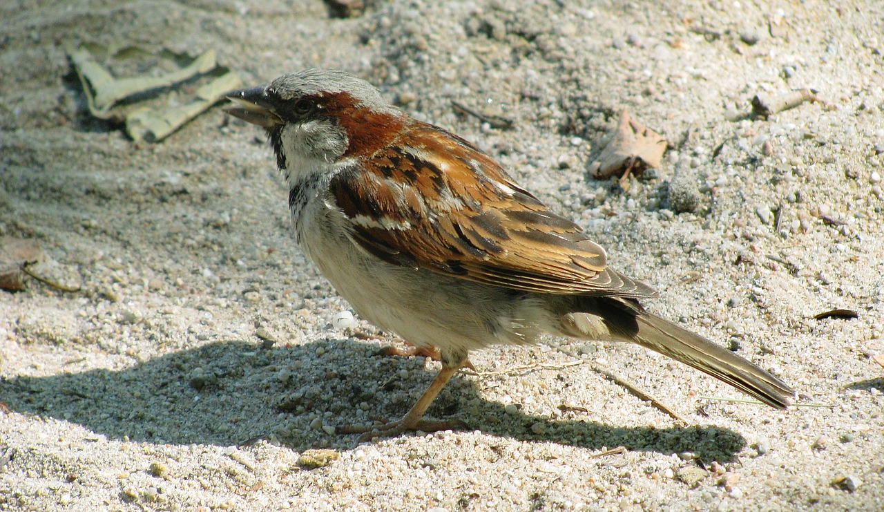 bird sparrow sperling free photo