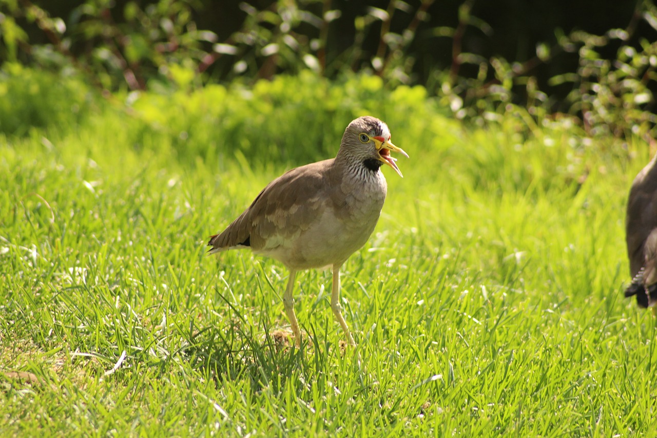 bird zoo wild bird free photo