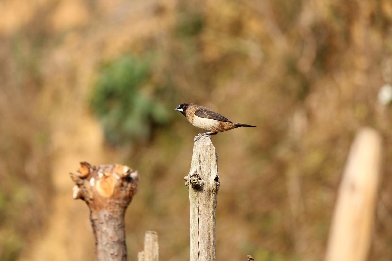 bird country roadside free photo