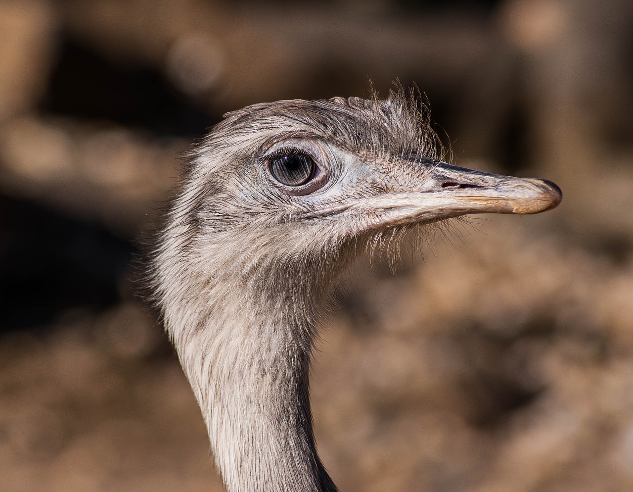 bird africa ostrich farm free photo