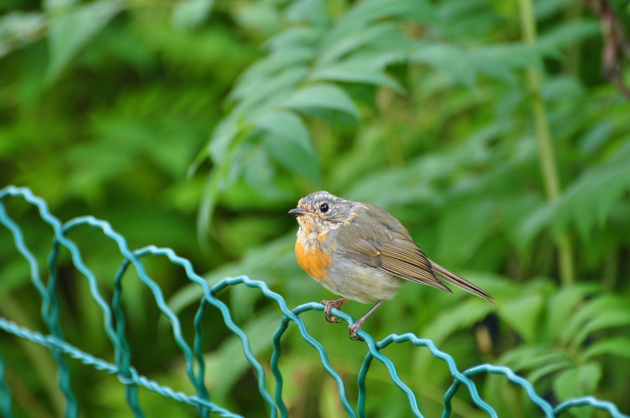 bird fence animal free photo