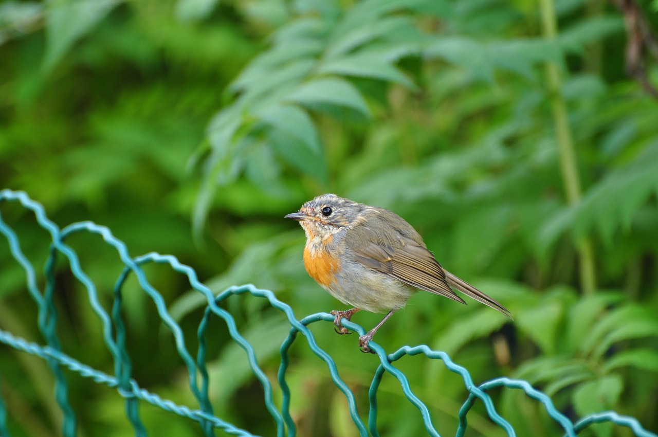 bird fence animal free photo