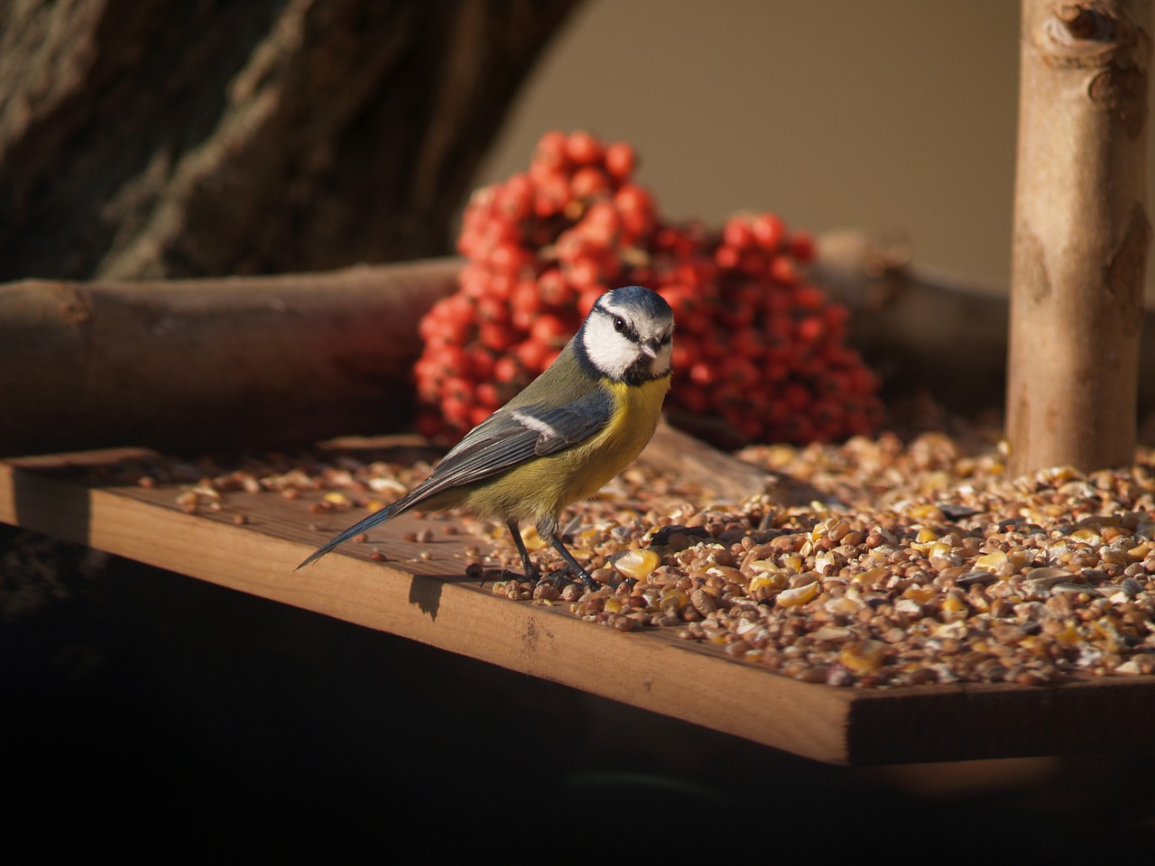 bird tit feathers free photo