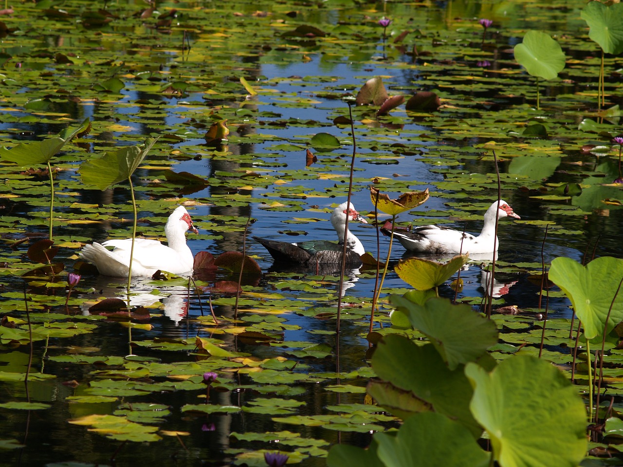 bird duck barbarism free photo