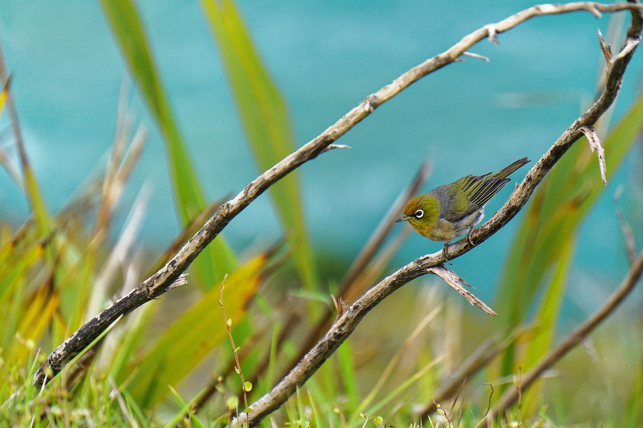 bird nature wildlife free photo