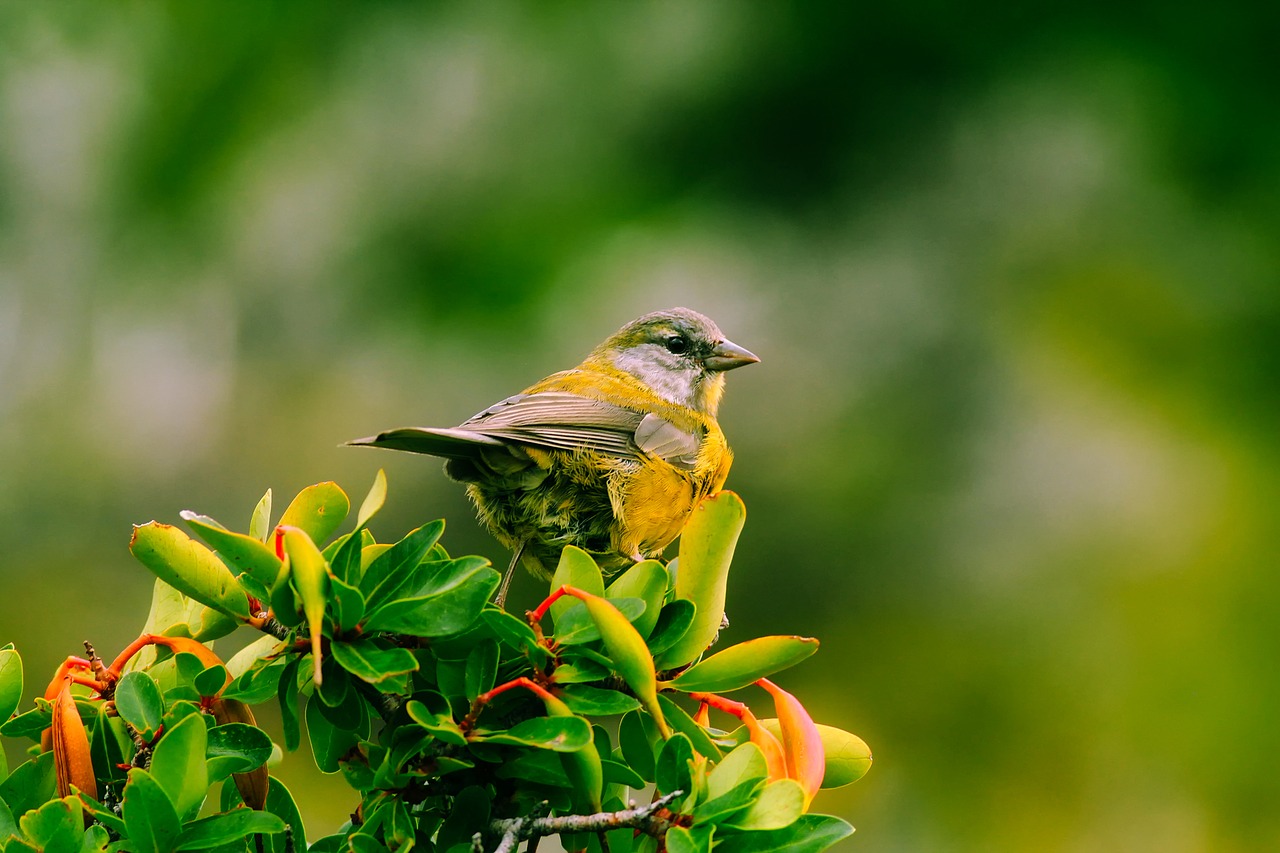 bird wildlife bush free photo