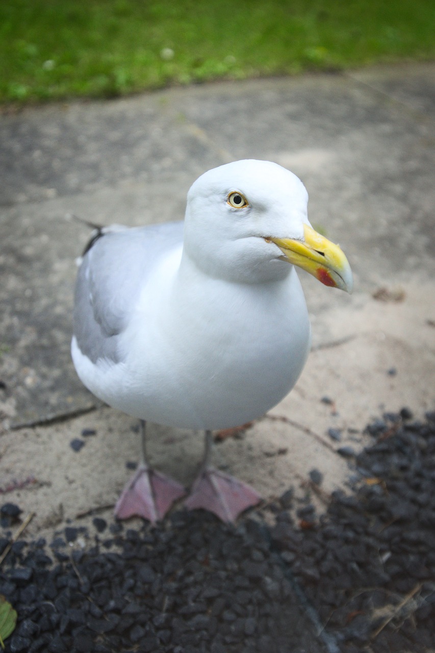 bird water bird animal free photo