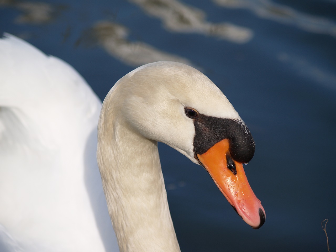 bird swan animal free photo