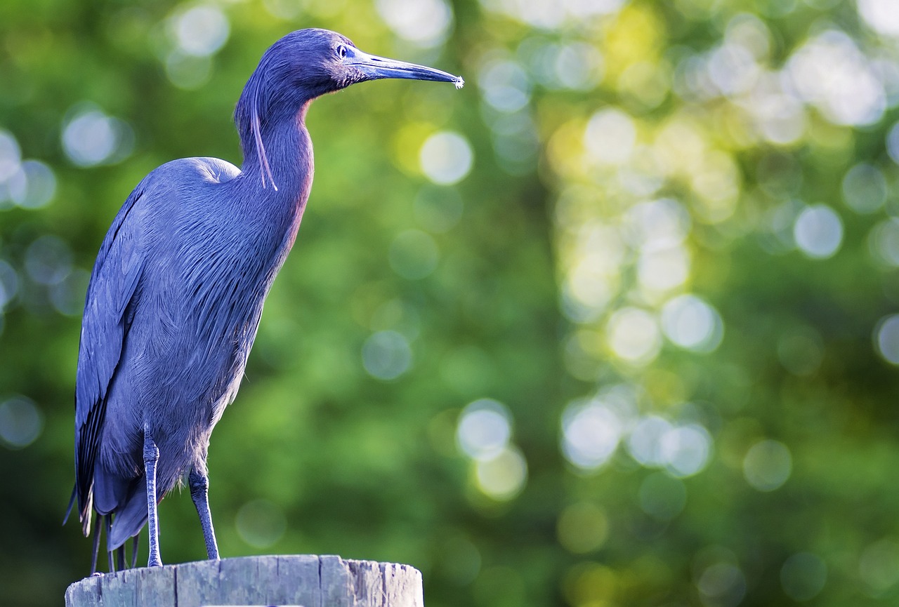 bird blue tropical free photo