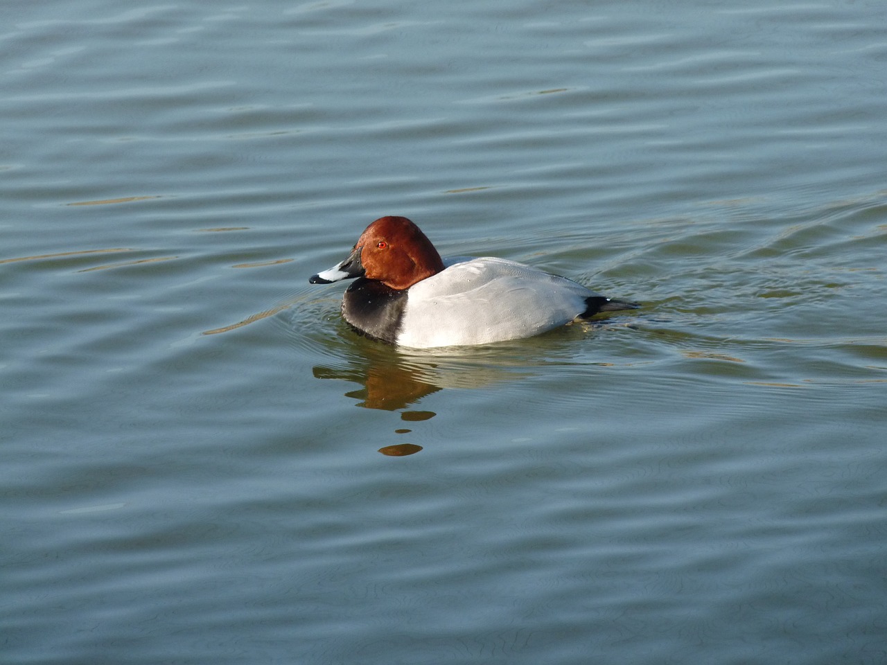 bird animal duck free photo