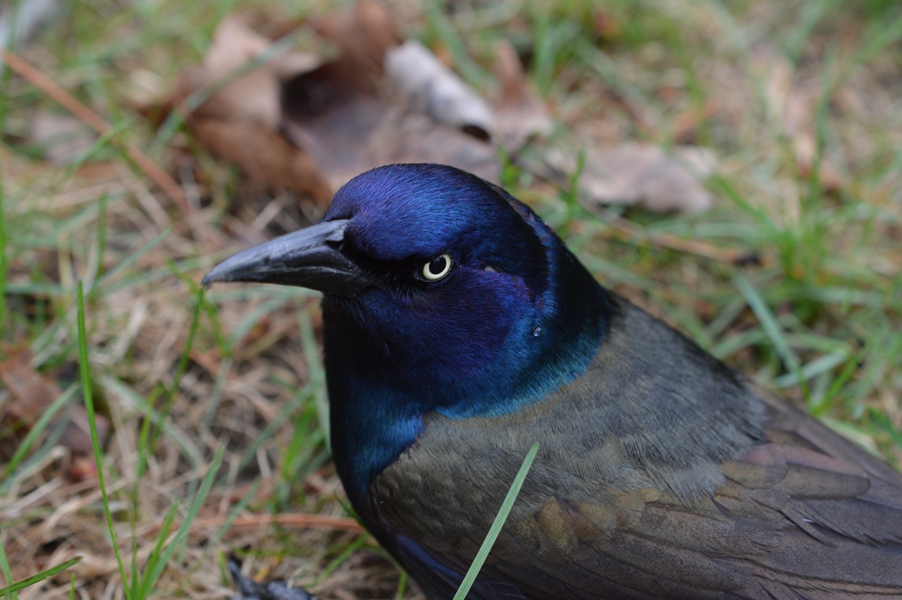 bird bird closeup nature free photo