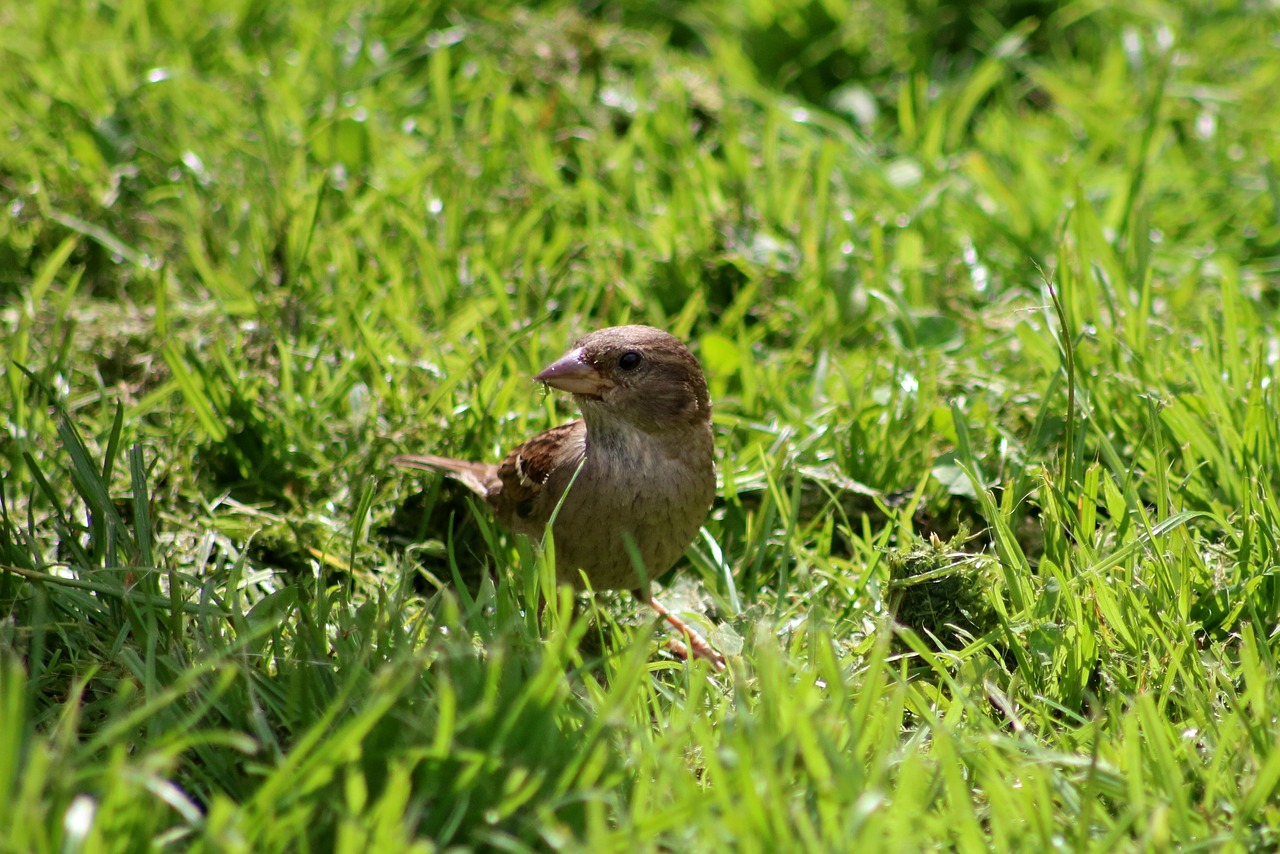 bird wildlife grass free photo