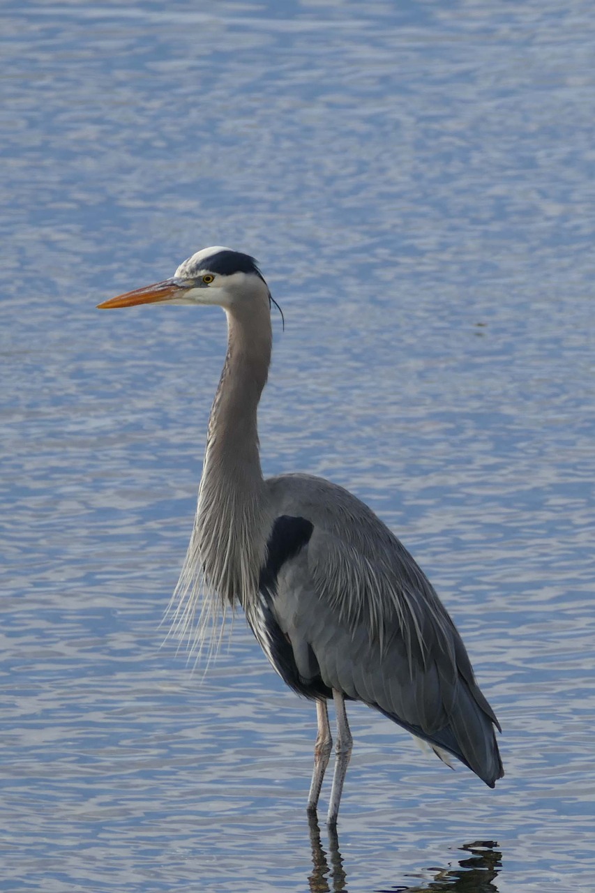 bird heron water free photo