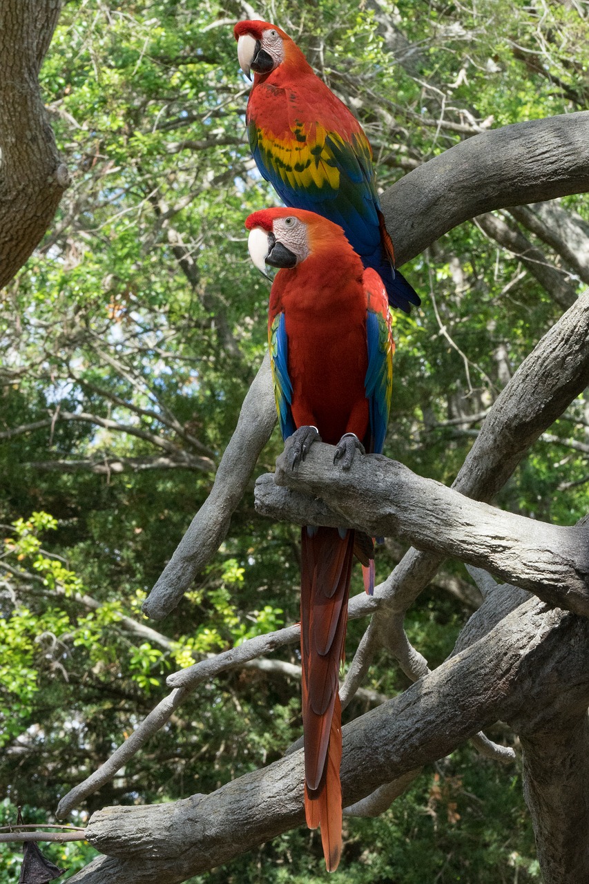 bird parrot red free photo