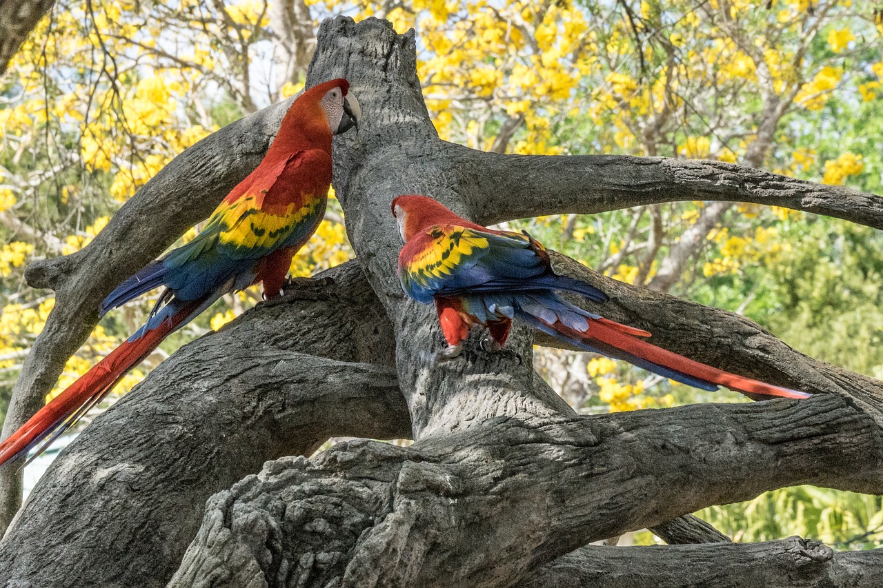 bird parrot red free photo