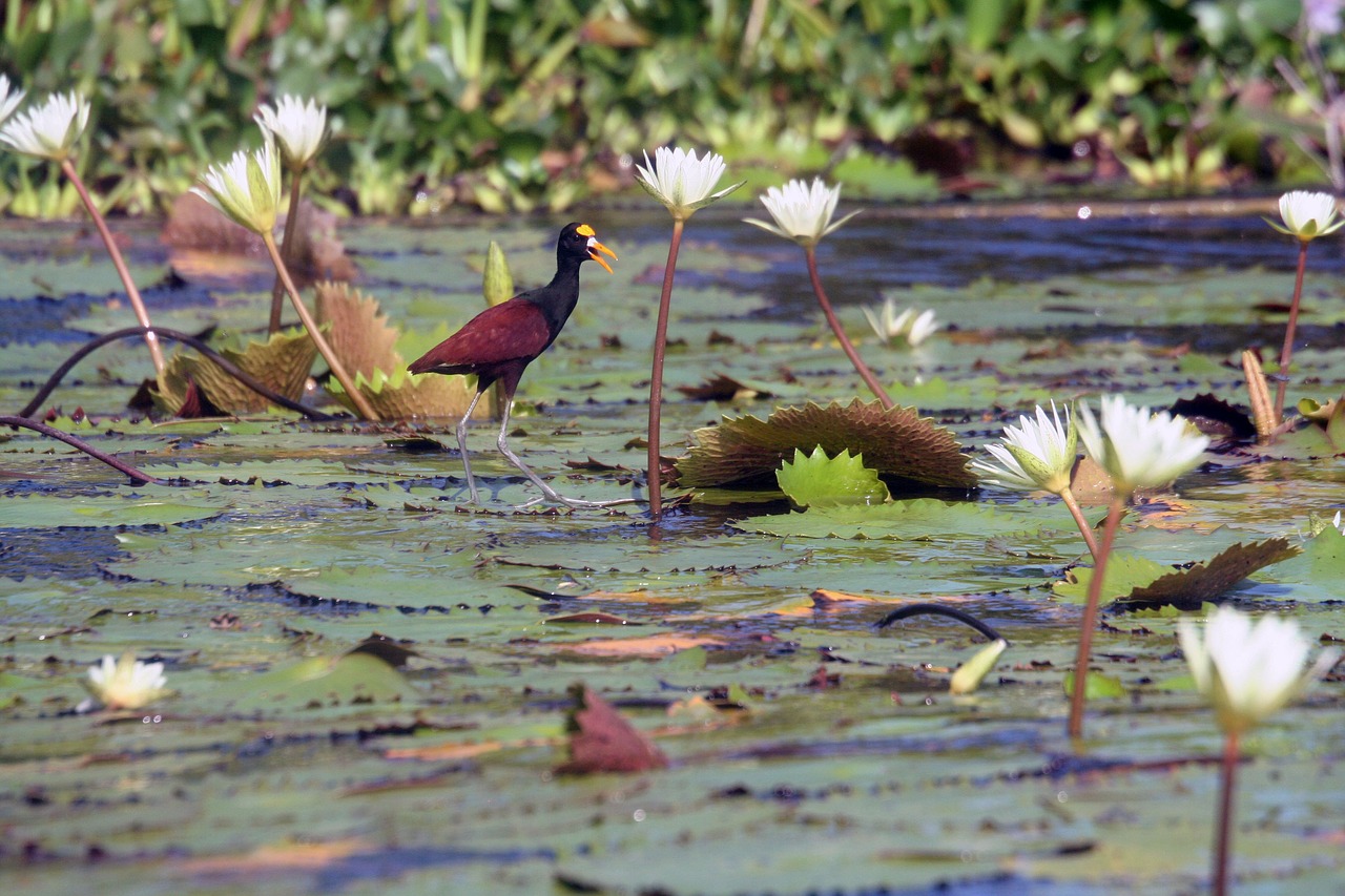 bird lily pads wildlife free photo