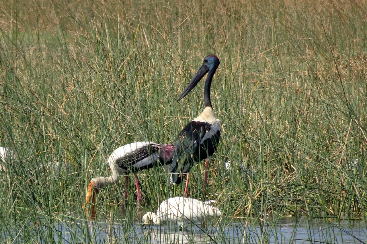 bird stork black-necked stork free photo