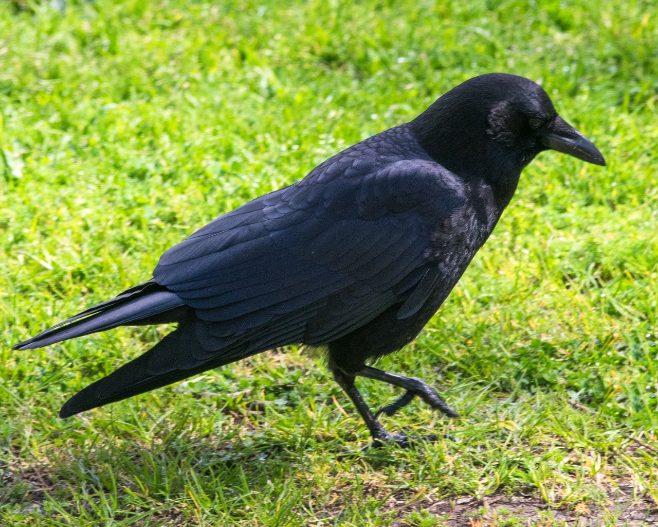 bird spring black free photo