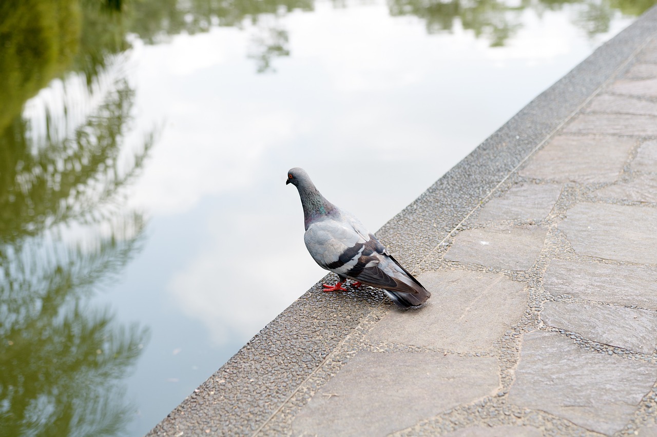 bird lake pond free photo