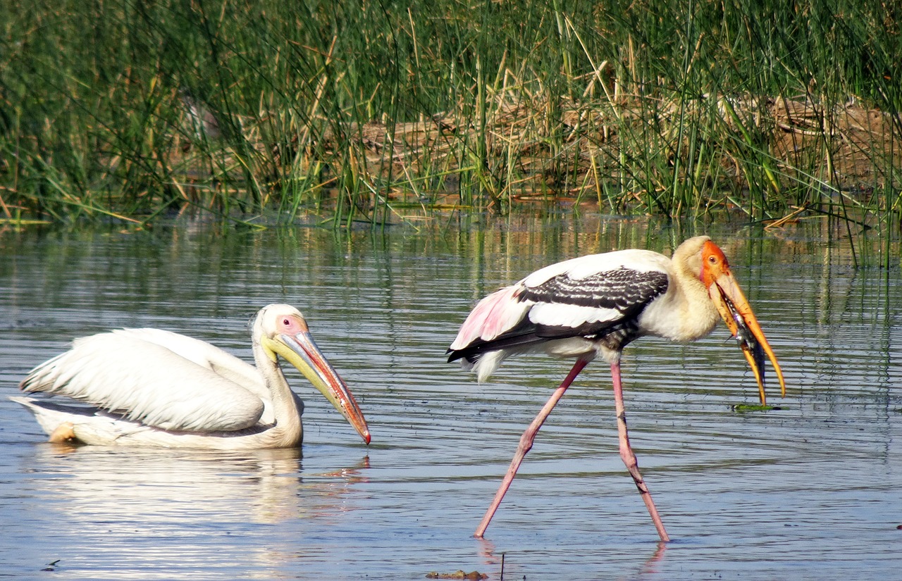 bird pelican painted stork free photo