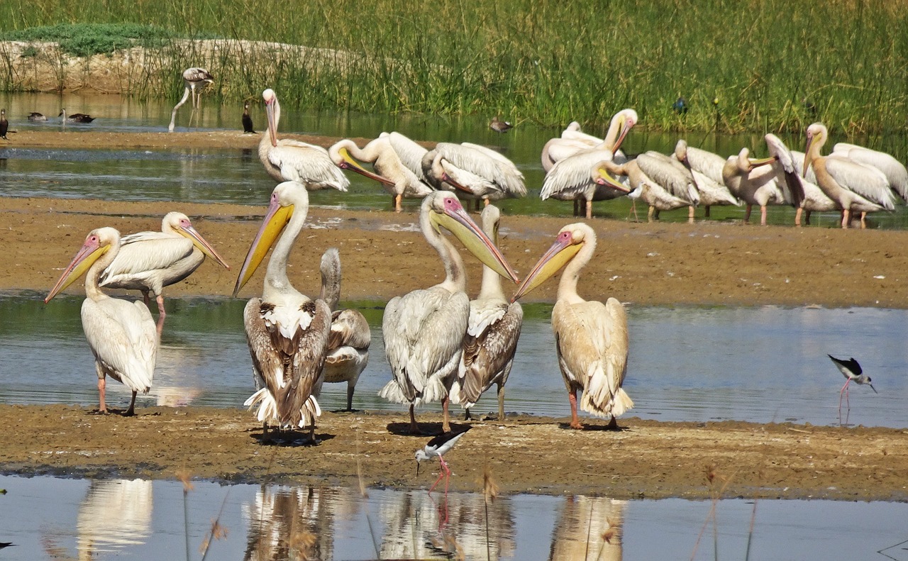 bird pelican ornithology free photo