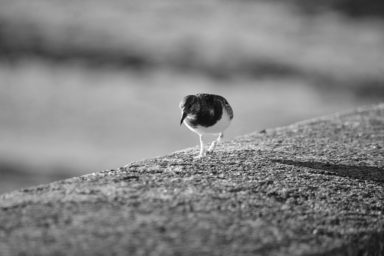 bird plover fauna free photo