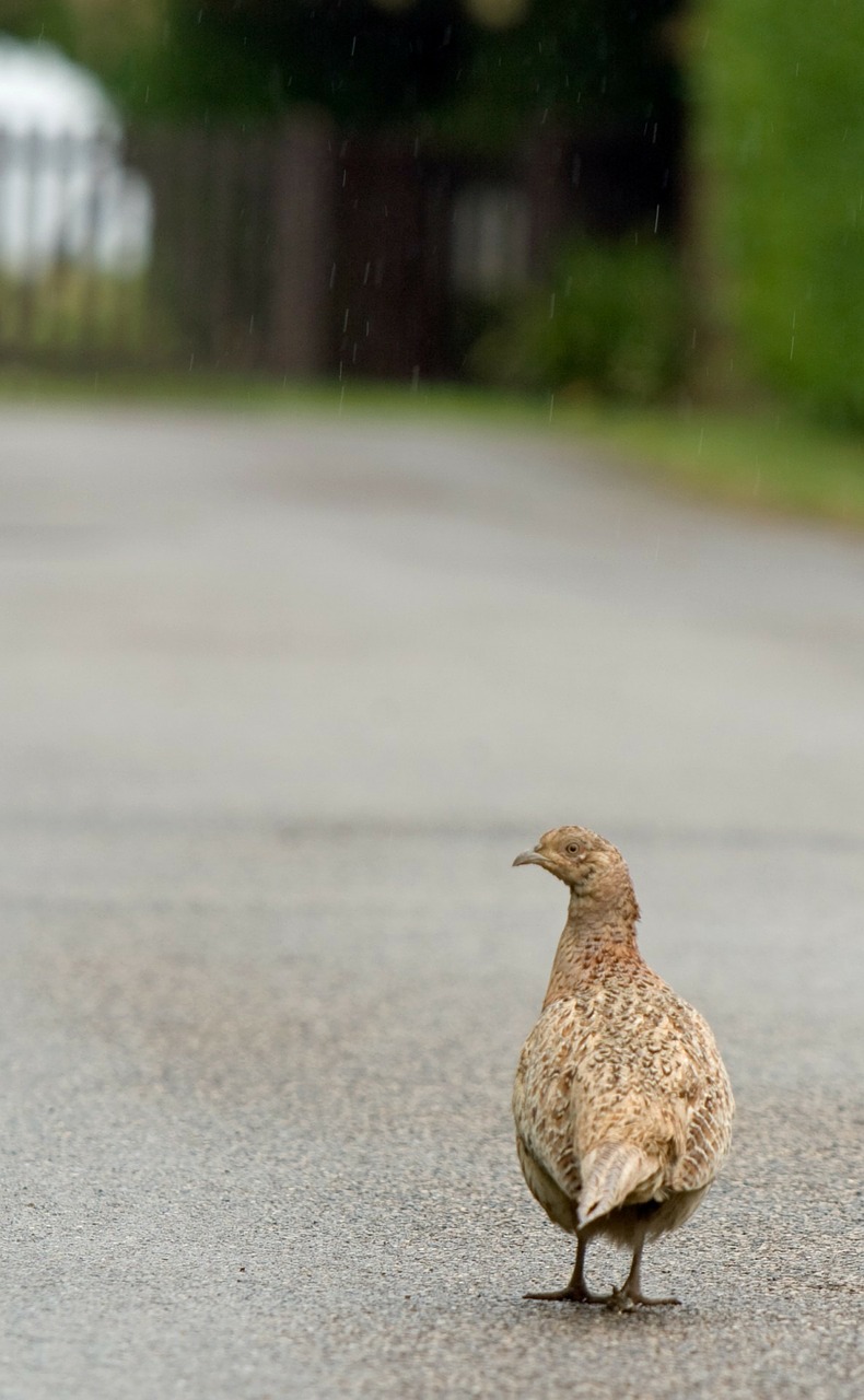 bird pheasant beautiful free photo