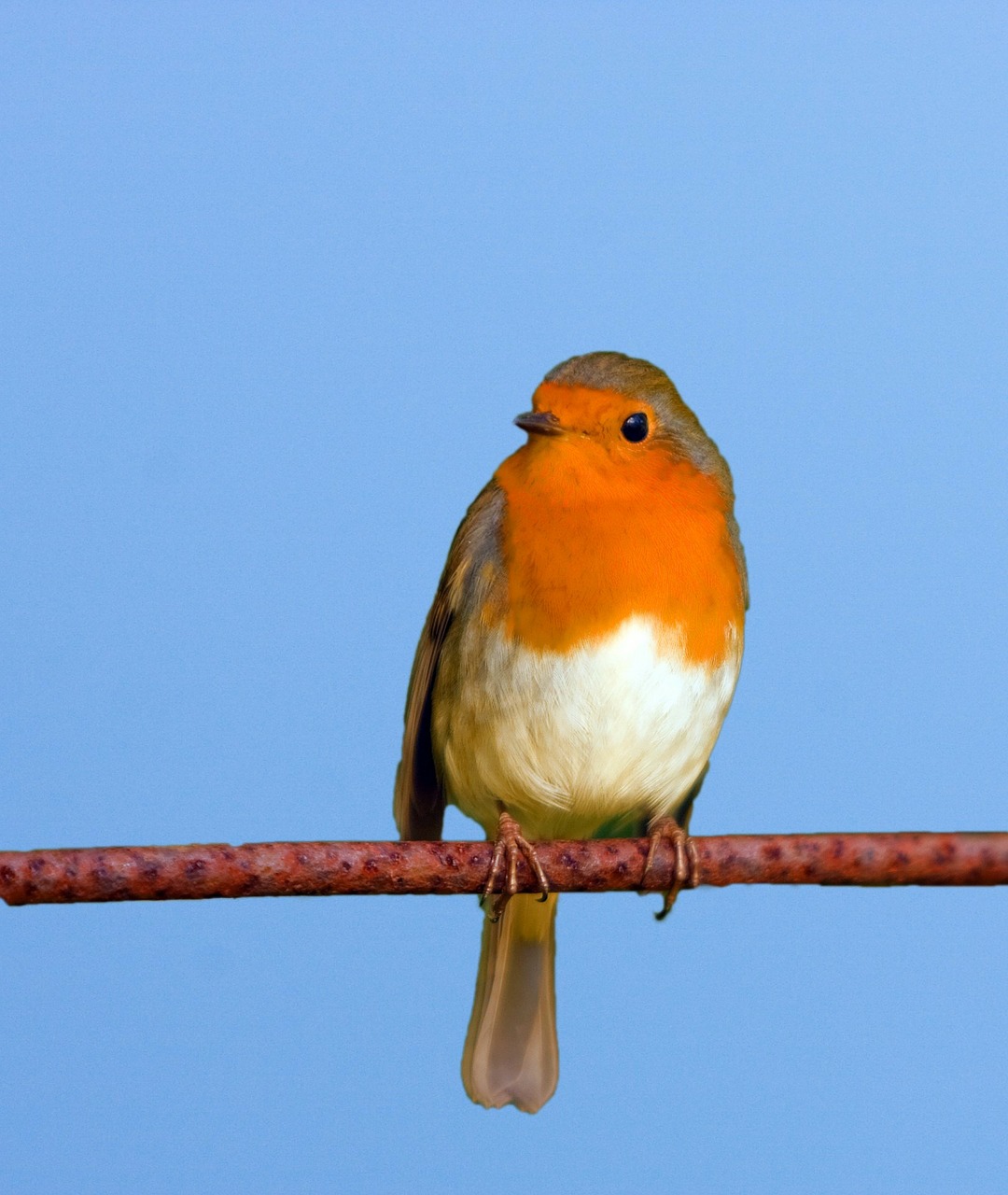 bird robin cute free photo