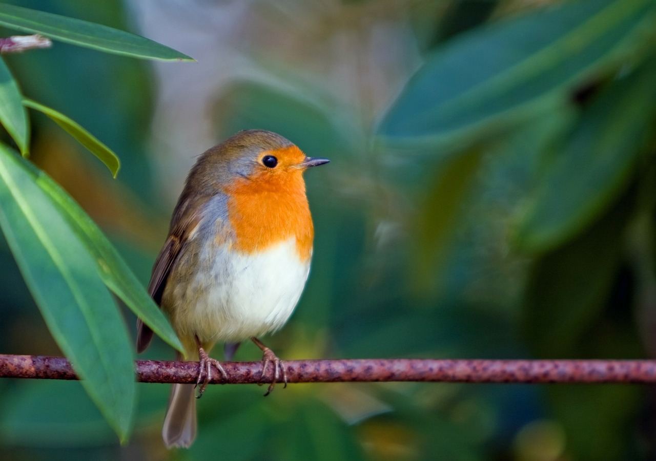 bird robin animal free photo