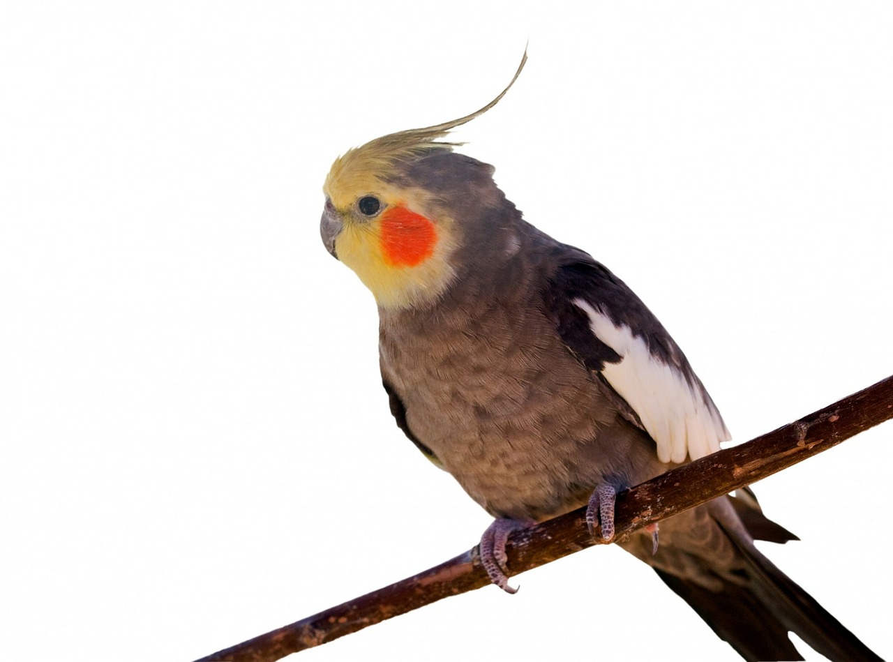 bird cockatiel parrot free photo