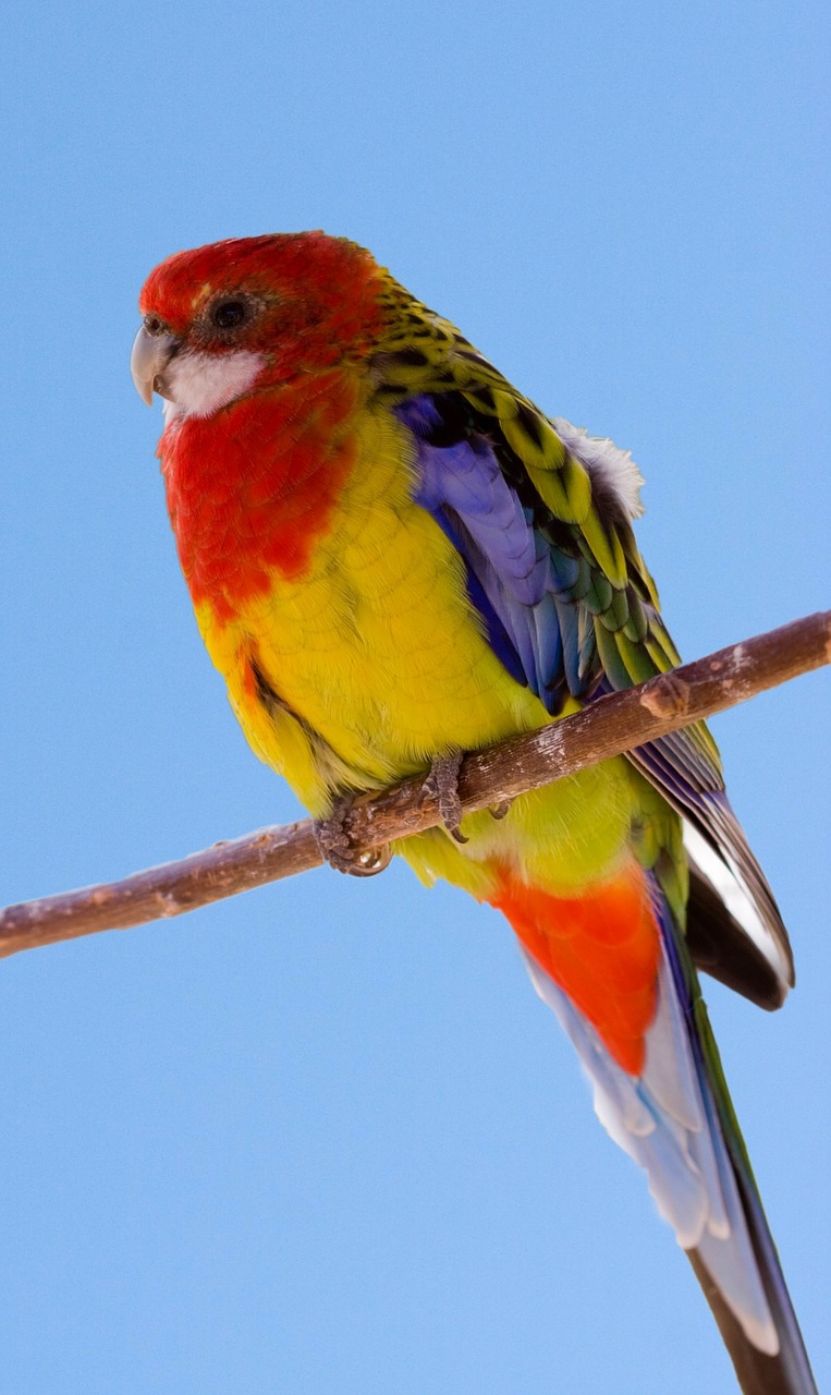 bird tropical parrot free photo
