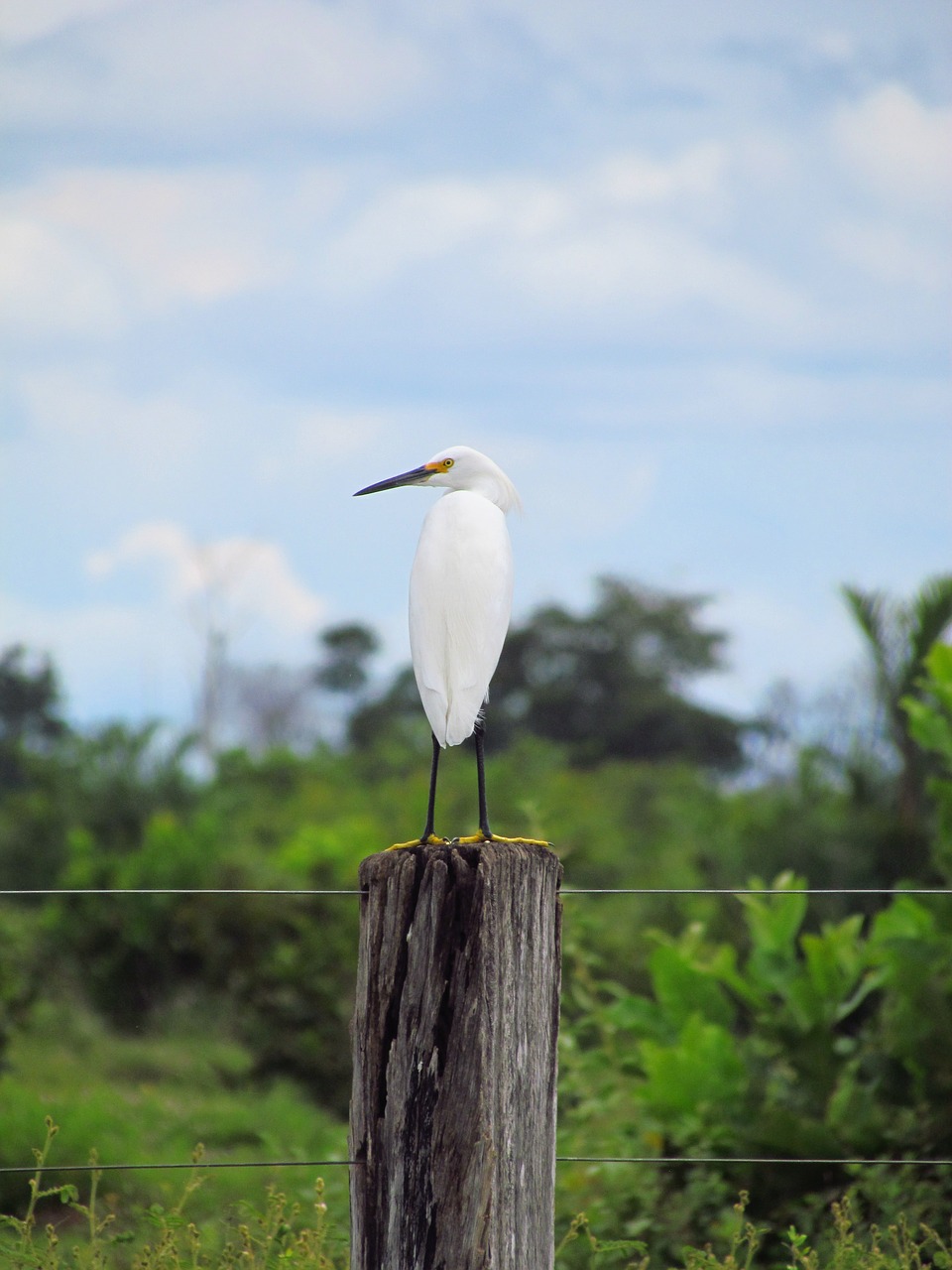 bird birdie fly free photo