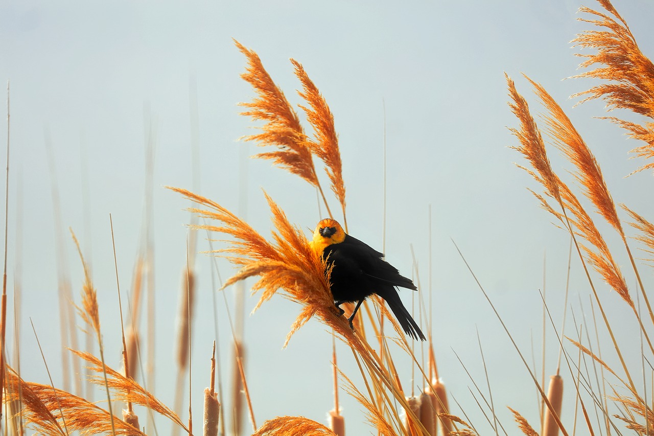 bird wildlife plants free photo