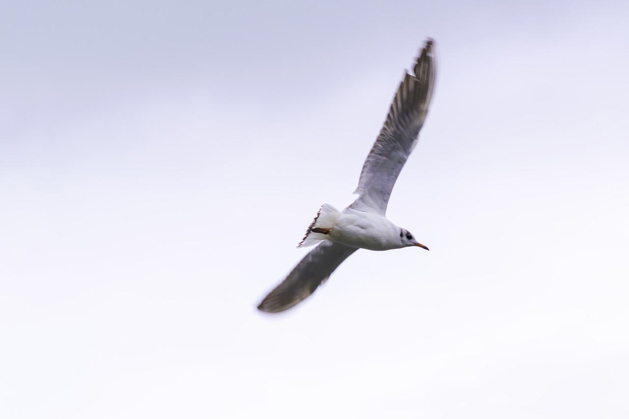 bird gull nature free photo